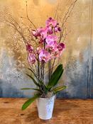 Purple Orchid Plant - Classic (As Displayed)