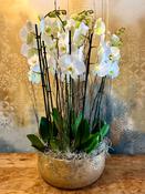 Spectacular Planted White Orchid Display