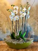 White Orchid Plants in Boat-Shaped Container