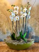 White Orchid Plants in Boat-Shaped Container - Classic (As Displayed)