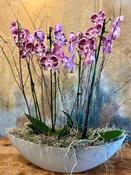 Purple Orchid Plants in Boat-Shaped Container