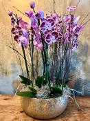 Spectacular Planted Purple Orchid Display