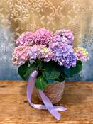 Hydrangea Plant in Woven Container - Classic (As Displayed) image