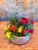 Colourful Seasonal Planter - Classic (As Displayed) image