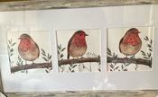 FRAMED Robin