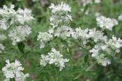 Pycnanthemum pilosum — Caherhurley Nursery image