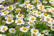Tanacetum parthenium — Caherhurley Nursery image