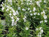 Satureja montana — Caherhurley Nursery image