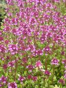 Thymus pulegioides 'Foxley' — Caherhurley Nursery image