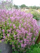 Thymus pulegioides, creeping mauve — Caherhurley Nursery image