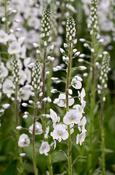 Veronica gentianoides 'Tissington White' — Caherhurley Nursery