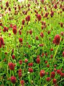 Sanguisorba 'Tanna' — Caherhurley Nursery image