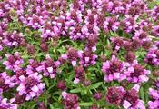 Prunella grandiflora 'Altenberg Rosea' — Caherhurley Nursery image