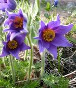 Pulsatilla vulgaris 'Blaue Glocke' — Caherhurley Nursery image