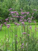 Verbena bonariensis — Caherhurley Nursery image