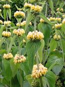 Phlomis russeliana — Caherhurley Nursery image