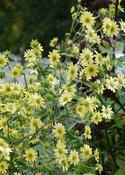 Silphium mohrii — Caherhurley Nursery image