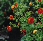 Potentilla 'William Rollison' — Caherhurley Nursery