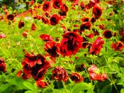 Potentilla 'Arc en Ciel' — Caherhurley Nursery image