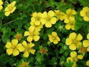 Potentilla cuneata — Caherhurley Nursery image