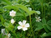 Potentilla alba — Caherhurley Nursery image