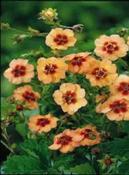 Potentilla x tonguei — Caherhurley Nursery image