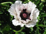 Papaver orientale 'Royal Wedding' — Caherhurley Nursery image