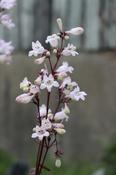 Penstemon digitalis 'Husker's Red' — Caherhurley Nursery image