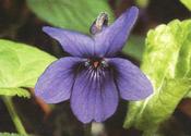 Viola Königin Charlotte' — Caherhurley Nursery