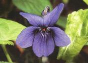 Viola Königin Charlotte' — Caherhurley Nursery image