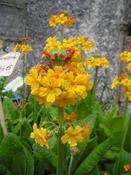 Primula bulleyana — Caherhurley Nursery image