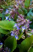 Trachystemon orientalis — Caherhurley Nursery