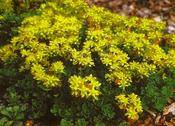 Sedum hybridum 'Czar's Gold' — Caherhurley Nursery image