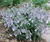 Penstemon hirsutus pygmaeus — Caherhurley Nursery image