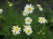 Tripleurospermum maritimum 'Flaggy Shore' — Caherhurley Nursery image