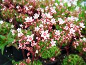 Saxifraga 'Winifred Bevington' — Caherhurley Nursery