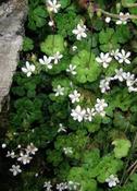 Saxifraga cuneifolia — Caherhurley Nursery image