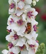 Verbascum chaixii  'Wedding Candles' — Caherhurley Nursery image