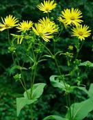 Silphium perfoliatum — Caherhurley Nursery image