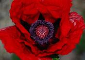 Papaver orientale 'Beauty of Livermere' — Caherhurley Nursery