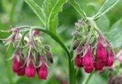 Symphytum officinale 'Moulin Rouge' — Caherhurley Nursery image