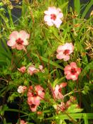 Potentilla x hopwoodiana — Caherhurley Nursery