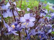 Polemonium yezoense hidakanum 'Purple Rain' — Caherhurley Nursery image