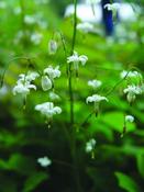 Vancouveria hexandra — Caherhurley Nursery image