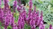 Salvia superba 'Merleau Rose' — Caherhurley Nursery image