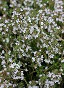 Thymus 'Fragrantissimus' — Caherhurley Nursery image