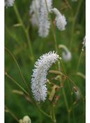 Sanguisorba tenuifolia alba — Caherhurley Nursery image