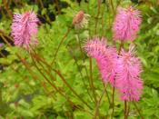 Sanguisorba obtusa — Caherhurley Nursery image