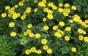Potentilla megalantha — Caherhurley Nursery image