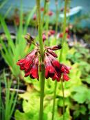 Primula wilsonii anisodora — Caherhurley Nursery image